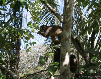 Guardians of the Green: A Rainforest Nation Unveils Historic Protections for 25 Million Acres of Life