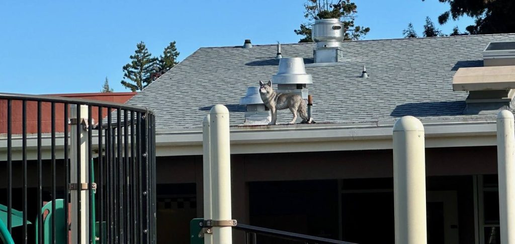 Guardians of the Playground: Coyote Statues Stand Watch to Protect Our Children's Playtime