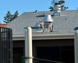 Guardians of the Playground: Coyote Statues Stand Watch to Protect Our Children's Playtime