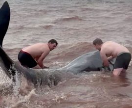Heart Over Hype: Brave Good Samaritans Strip to Save Stranded Whales on Canadian Shore