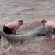 Heart Over Hype: Brave Good Samaritans Strip to Save Stranded Whales on Canadian Shore