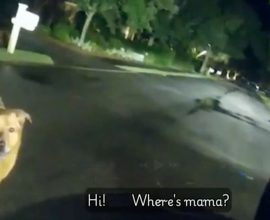 Heartwarming Hero: Rescue Dog Leads Officer to Missing Grandmother, Reuniting Family in a Touching Tale of Loyalty