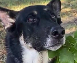 Heartwarming Reunion: Volunteer and His Loyal Search Dog Bring a Missing Toddler Back to Safety
