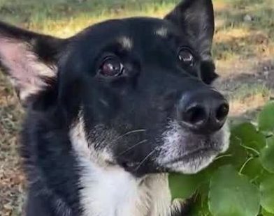 Heartwarming Reunion: Volunteer and His Loyal Search Dog Bring a Missing Toddler Back to Safety