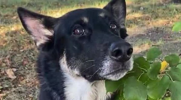 Heartwarming Reunion: Volunteer and His Loyal Search Dog Bring a Missing Toddler Back to Safety