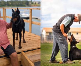 Heroic Pup Named Dog of the Year After Fearlessly Saving Owner from Bear Attack: A Tale of Unbreakable Loyalty