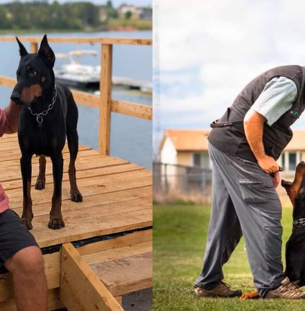 Heroic Pup Named Dog of the Year After Fearlessly Saving Owner from Bear Attack: A Tale of Unbreakable Loyalty