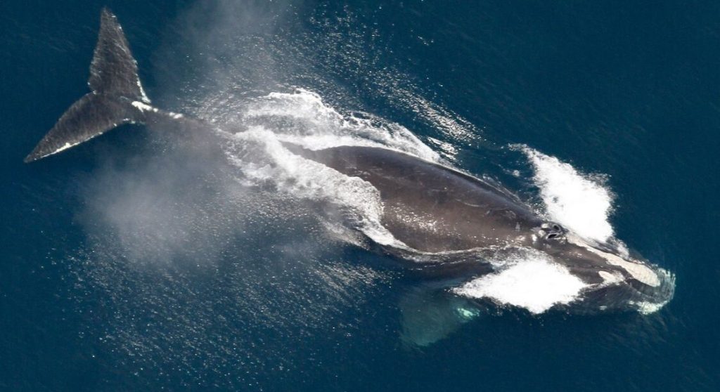 Hope on the Horizon: North Atlantic Right Whales Begin Their Journey Back from the Brink of Extinction