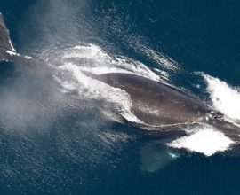 Hope on the Horizon: North Atlantic Right Whales Begin Their Journey Back from the Brink of Extinction