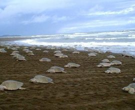 Hope on the Horizon: Sea Turtles Thrive as Global Conservation Efforts Restore Nests and Habitats, Reveals 2025 NOAA Study