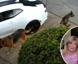 Mirror, Courage, Action: How a Fearless Cheerleader Became Her Neighbor's Lifesaver in a Dog Attack