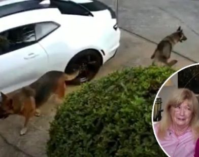 Mirror, Courage, Action: How a Fearless Cheerleader Became Her Neighbor's Lifesaver in a Dog Attack