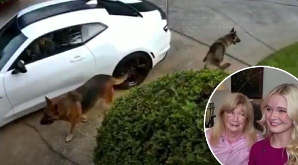 Mirror, Courage, Action: How a Fearless Cheerleader Became Her Neighbor's Lifesaver in a Dog Attack