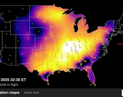 Nature's Spectacle: A Stunning Surge of Bird Migration Lights Up the Night Sky in a Once-in-a-Lifetime 'Perfect Storm'