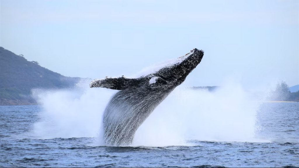 Resounding Comeback: Australia’s Humpback Whales Flourish Above Pre-Whaling Numbers, A Triumph of Nature’s Resilience