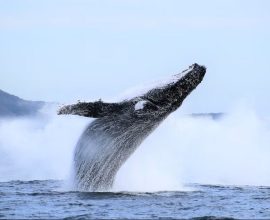 Resounding Comeback: Australia’s Humpback Whales Flourish Above Pre-Whaling Numbers, A Triumph of Nature’s Resilience