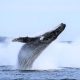 Resounding Comeback: Australia’s Humpback Whales Flourish Above Pre-Whaling Numbers, A Triumph of Nature’s Resilience