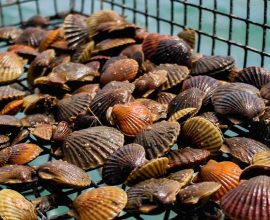 Resurgence of Hope: Bay Scallops Make a Joyful Return to Virginia's Chesapeake Bay After a Century's Absence