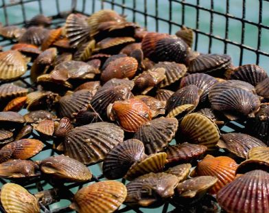 Resurgence of Hope: Bay Scallops Make a Joyful Return to Virginia's Chesapeake Bay After a Century's Absence