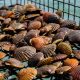 Resurgence of Hope: Bay Scallops Make a Joyful Return to Virginia's Chesapeake Bay After a Century's Absence