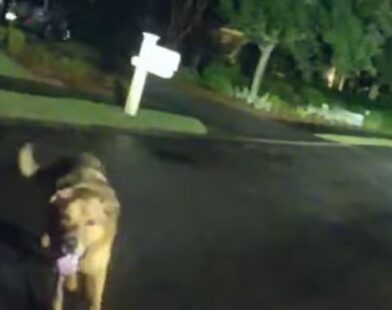 Unbreakable Bond: Heroic Dog Guides Deputy to Save Missing Woman in Heartwarming Rescue