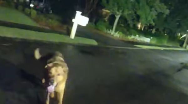 Unbreakable Bond: Heroic Dog Guides Deputy to Save Missing Woman in Heartwarming Rescue