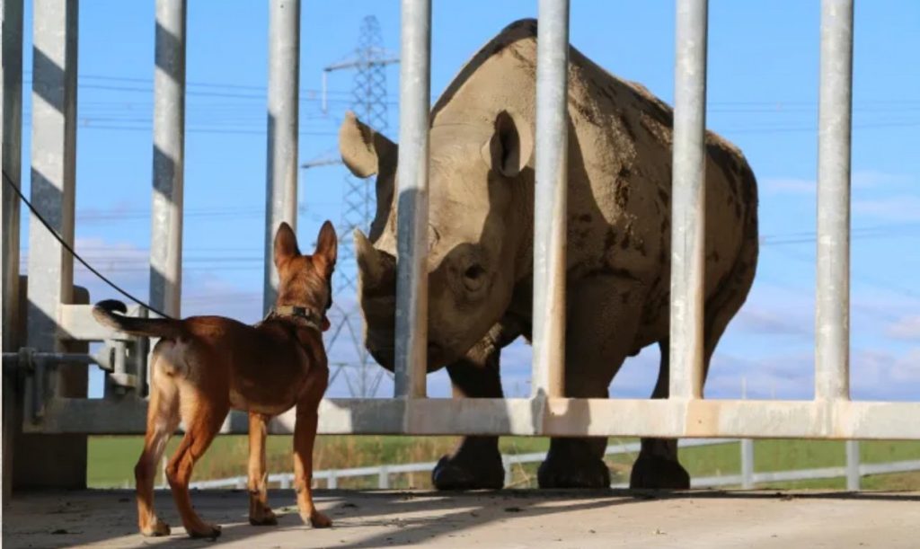 Welsh Puppies Take a Stand: The Heartwarming Heroes Protecting Africa's Wildlife from Poachers