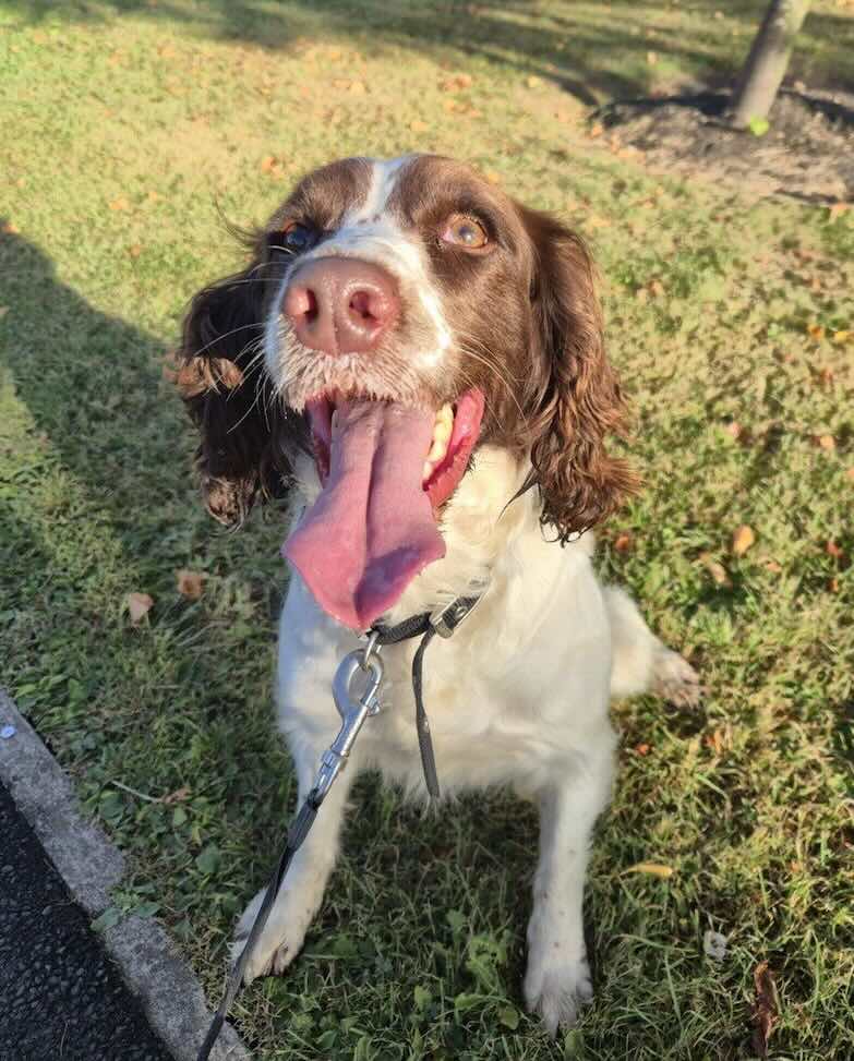 Lola the Springer Spaniel