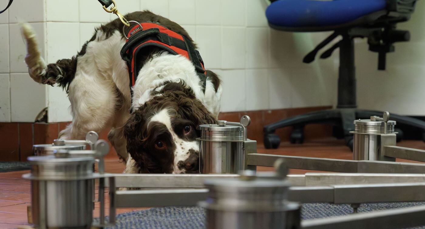 Training Springer Spaniel