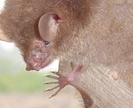 Six Spooktacular Bat Species Discovered: Halloween's Newest Residents Are Here!
