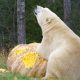 Joy Unleashed: Watch a Polar Bear Relish an Epic Feast of a 1,400-Pound Pumpkin