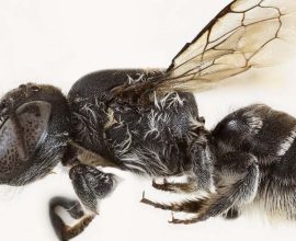 Meet 'Lucifer': The Devilish New Bee Species with Horns That Buzz with Mystery and Wonder