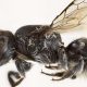 Meet 'Lucifer': The Devilish New Bee Species with Horns That Buzz with Mystery and Wonder
