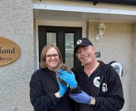 From Cozy Home to Hedgehog Haven: Couple's Heartfelt Mission to Rehabilitate 500 Spiky Souls