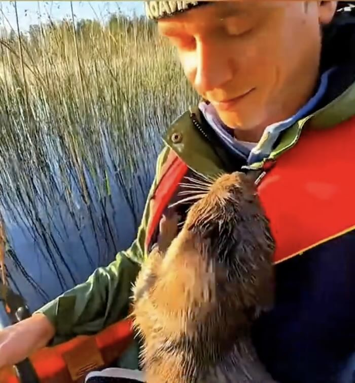 Leya the baby otter snuggling on the kayak