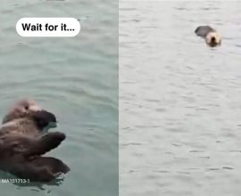 Against the Tide: Baby Sea Otter Caterpillar Finds Hope and Healing After Rescue in Central California