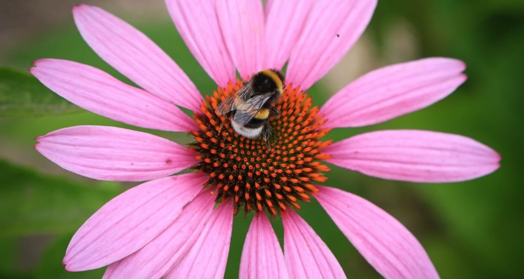 Buzzing Breakthrough: Bumblebees Unlock the Secrets of Morse Code, Revealing a Stunning Connection Between Insects and Intelligence
