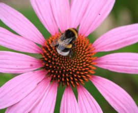 Buzzing Breakthrough: Bumblebees Unlock the Secrets of Morse Code, Revealing a Stunning Connection Between Insects and Intelligence