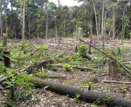Colombia Takes Bold Stand: Amazon Sanctuary Protected as New Oil and Mining Projects Are Banned, Safeguarding Nature's Heart