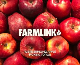 Discover Orchard Magic in the City: Enjoy Free Apples and Warm Cider at NYC's Enchanting Pop-Up Apple Orchard!