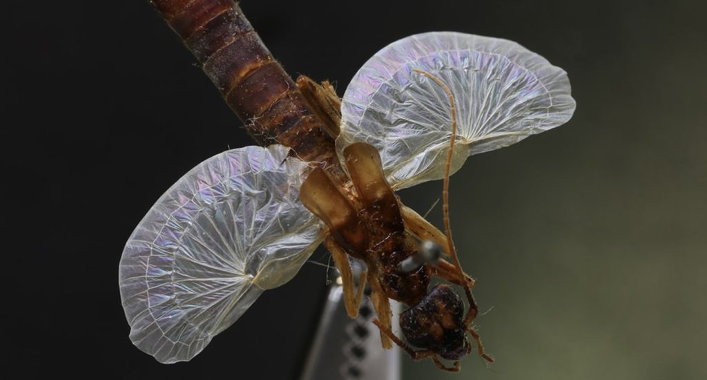 Embracing Nature's Curves: How Technology is Learning from the Intricate Folds of Our World