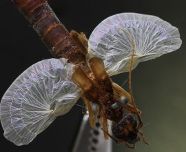 Embracing Nature's Curves: How Technology is Learning from the Intricate Folds of Our World