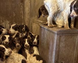 From Despair to Duty: Rescued Dogs Transforming into Brave Police K-9 Heroes