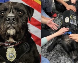 From Tragedy to Triumph: Stray Pup Earns 2025 Hero Dog Award for Healing Hearts After School Shooting