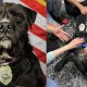 From Tragedy to Triumph: Stray Pup Earns 2025 Hero Dog Award for Healing Hearts After School Shooting