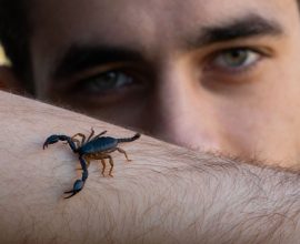 From the Depths of Danger: Scorpion Venom Holds Promise for a Revolutionary Breast Cancer Breakthrough
