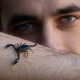 From the Depths of Danger: Scorpion Venom Holds Promise for a Revolutionary Breast Cancer Breakthrough