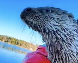 Heartwarming Reunion: Rescued Baby Otter Leaps into His Heart and Boat Every Time They Meet!