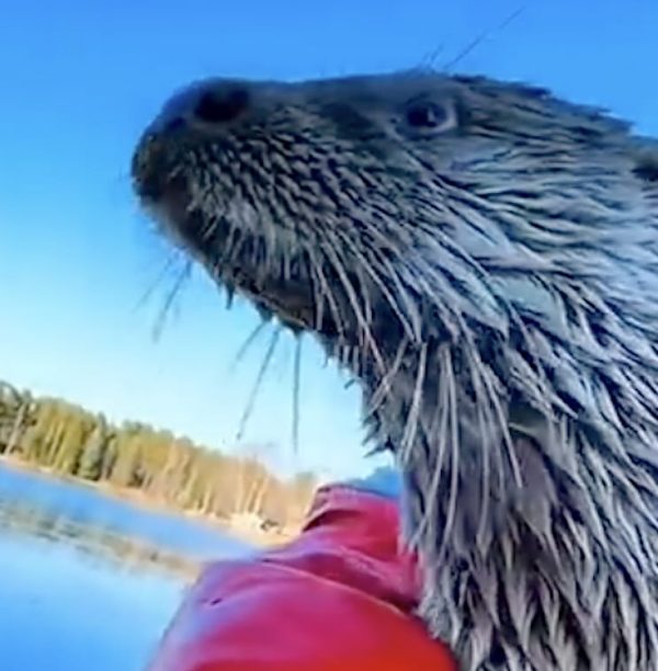 Heartwarming Reunion: Rescued Baby Otter Leaps into His Heart and Boat Every Time They Meet!