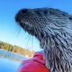 Heartwarming Reunion: Rescued Baby Otter Leaps into His Heart and Boat Every Time They Meet!